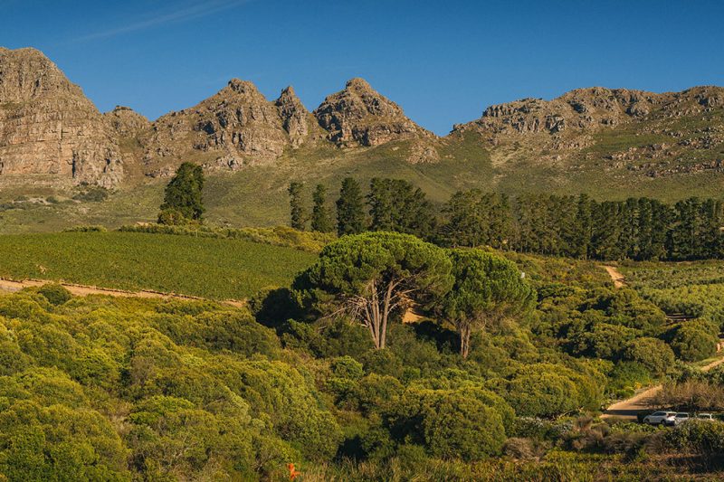Full Day Winelands Tour