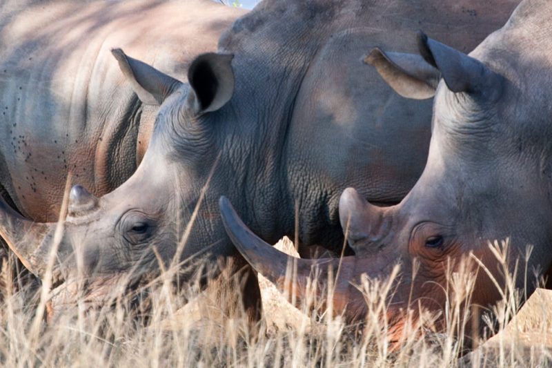 Full Day Hluhluwe-iMfolozi Park Tour