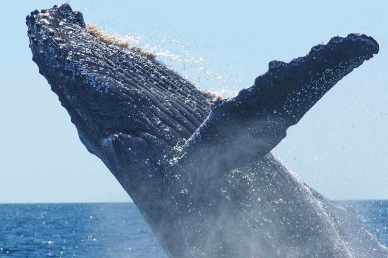 Marine Big 5 Safari Experience