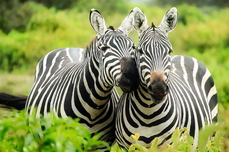 Kruger Park Open Vehicle Safaris