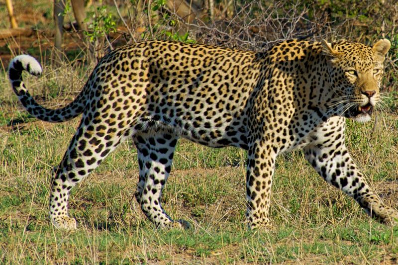 Kruger & the Kingdoms