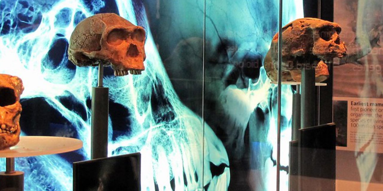 Maropeng, Cradle of Humankind & Sterkfontein Caves Tour