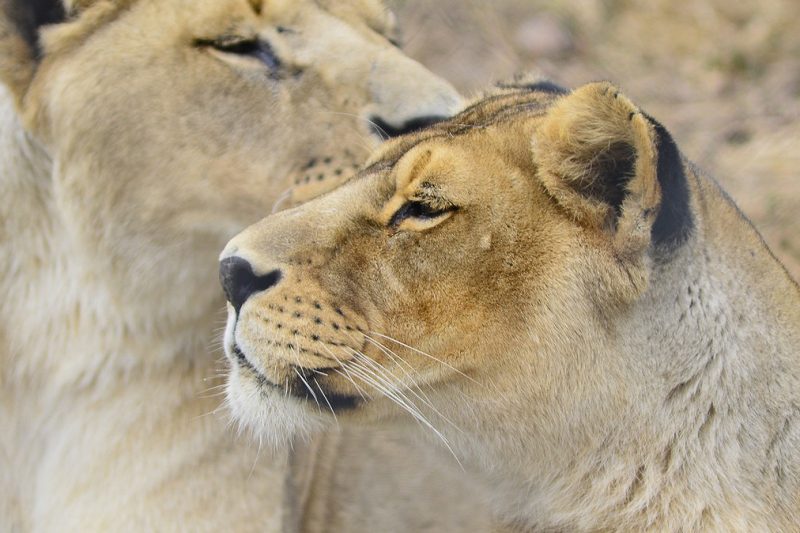 South African Surprise