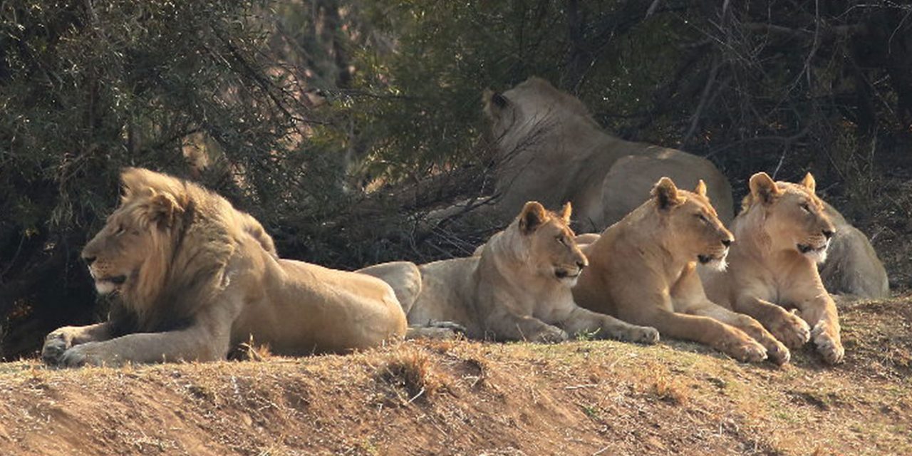 Sun City & Pilanesberg Nature Reserve Tour