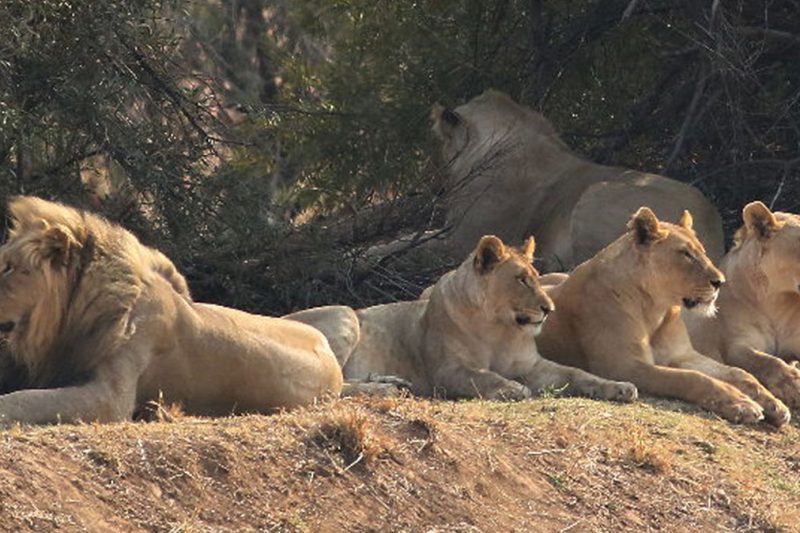 Sun City & Pilanesberg Nature Reserve Tour