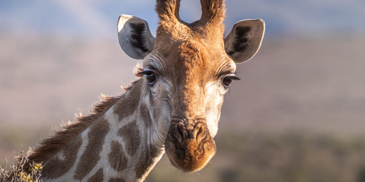 Half Day Tala Game Reserve Tour