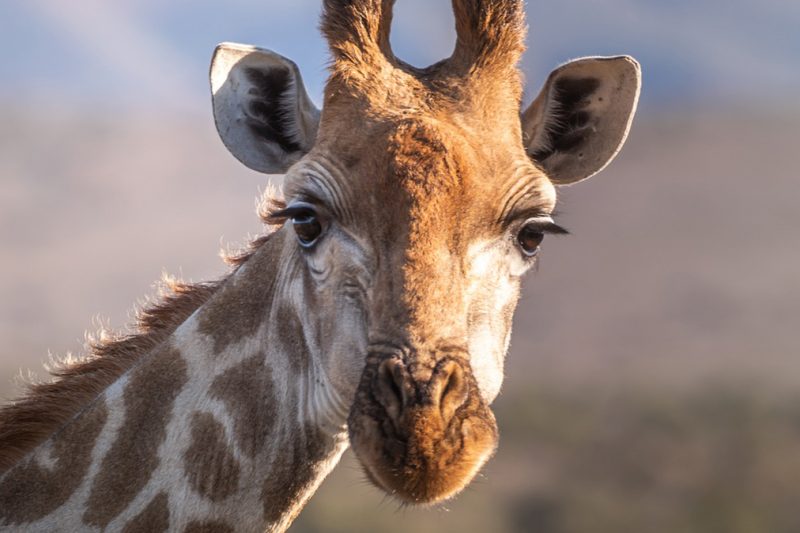 Half Day Tala Game Reserve Tour